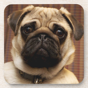 Dessous-de-verre Chien Carlin