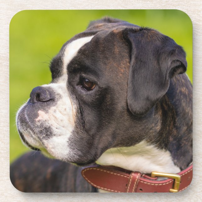 Dessous-de-verre Chien chiot de boîte à broches (Devant)