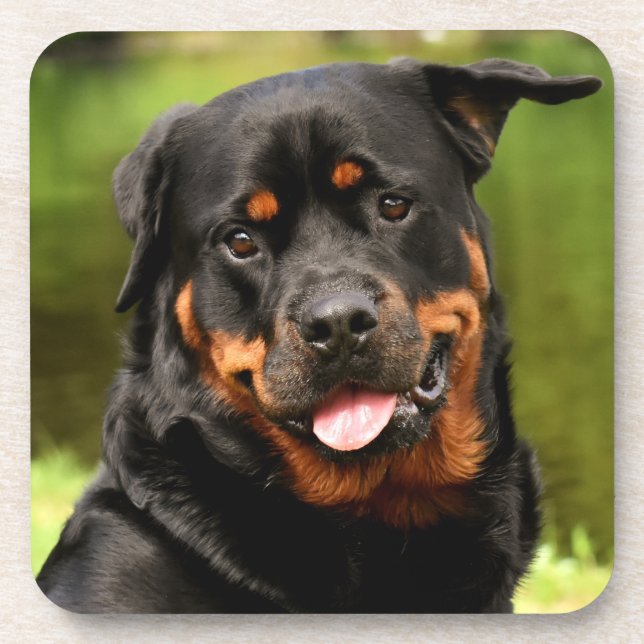 Dessous-de-verre Chien chiot noir et tan Rottweiler (Devant)