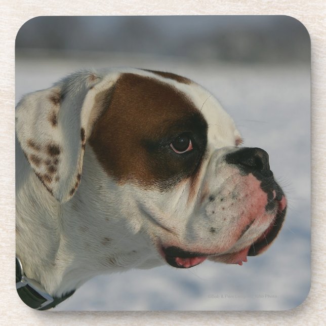 Dessous-de-verre Chien de boxeur dans la neige (Devant)