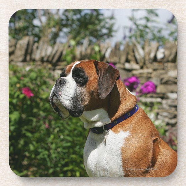 Dessous-de-verre Chien de boxeur en fleurs (Devant)