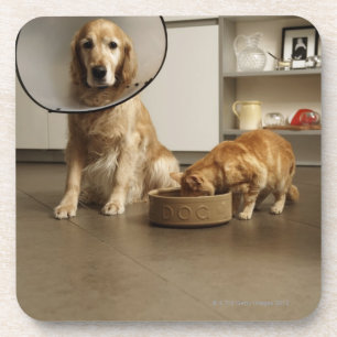 Dessous-de-verre Chien de golden retriever avec la séance médical
