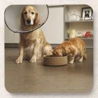 Chien de golden retriever avec la séance médicale