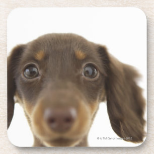 Dessous-de-verre Chien de saucisse (brun) 2