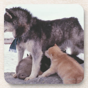 Dessous-de-verre Chien de traîneau avec des ordures des chiots