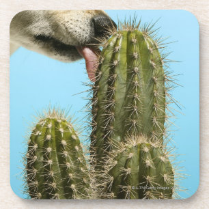 Dessous-de-verre Chien léchant le cactus, plan rapproché