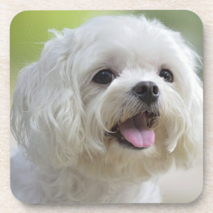 Dessous-de-verre Chien maltais blanc