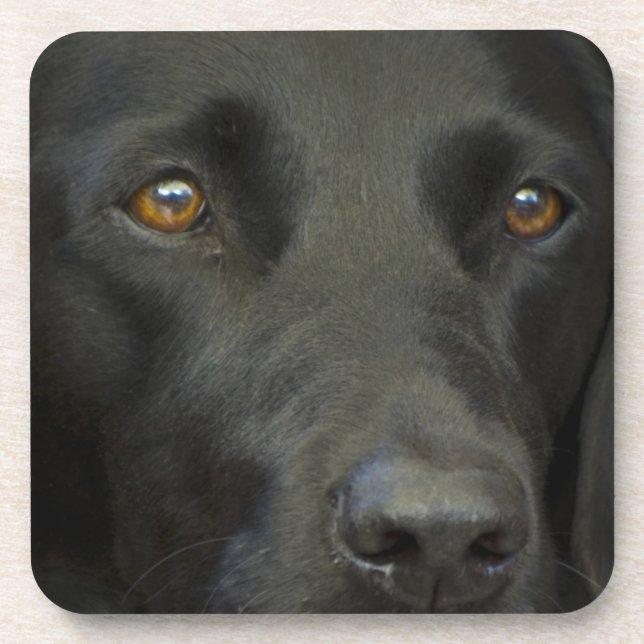 Dessous-de-verre Chien noir de Labrador (Devant)