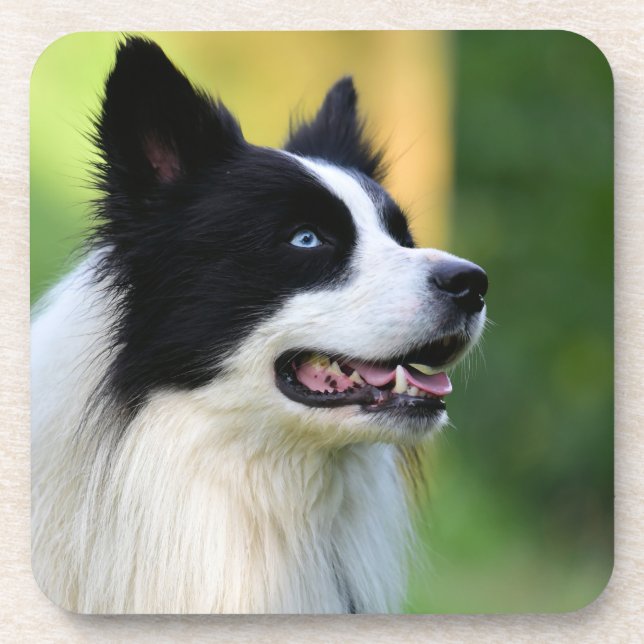 Dessous-de-verre Chien noir et blanc à la frontière (Devant)