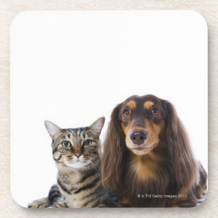 Dessous-de-verre Chien (teckel) et chat (chat japonais) sur le