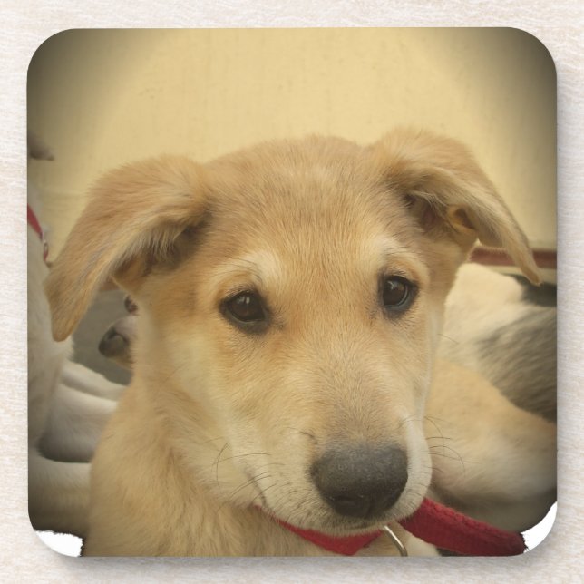 Dessous-de-verre Chiens mignons et Chiens de marionnettes Mans deux (Devant)