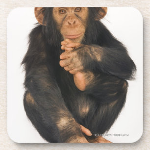 Dessous-de-verre Chimpanzé (troglodytes de casserole). Jeune