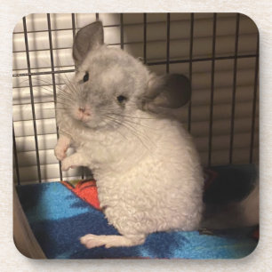 Dessous-de-verre Chinchilla