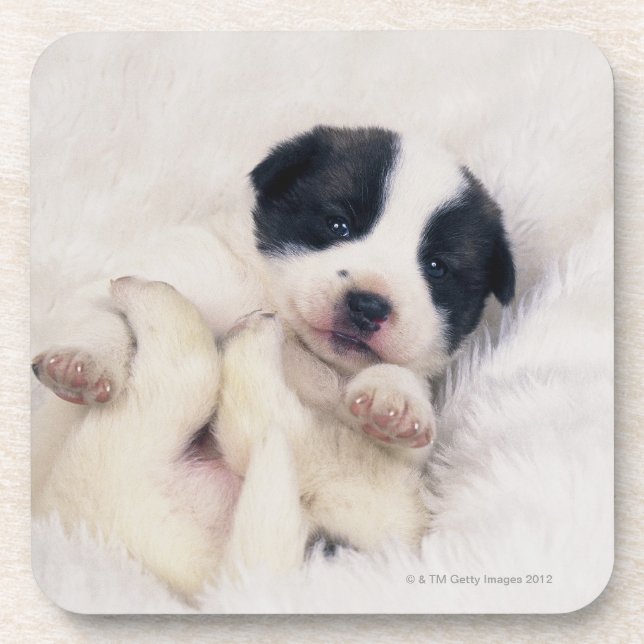 Dessous-de-verre Chiot 2 (Devant)