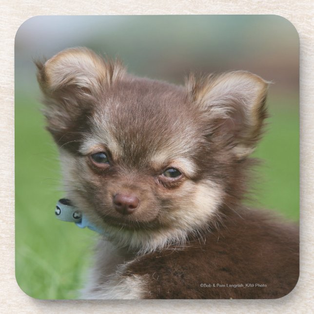 Dessous-de-verre Chiot à cheveux longs de chiwawa regardant (Devant)