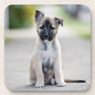Dessous-de-verre Chiot allemand sur le sentier de randonnée