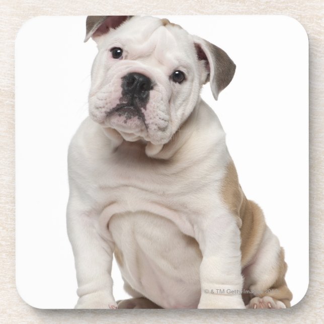 Dessous-de-verre Chiot anglais de bouledogue (2 mois) (Devant)