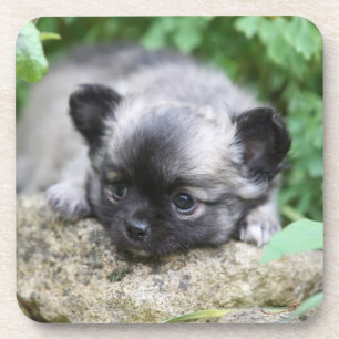 Dessous-de-verre Chiot aux cheveux longs de chiwawa
