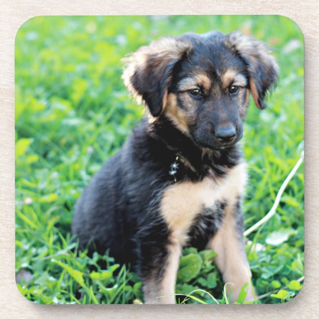 Dessous-de-verre Chiot berger allemand (Devant)