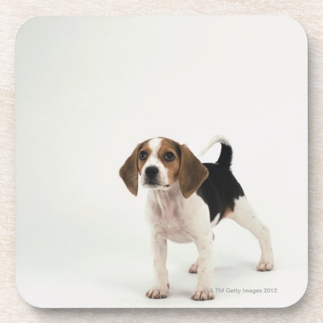Dessous-de-verre Chiot de beagle (Devant)