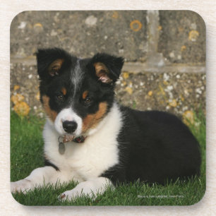 Dessous-de-verre Chiot de border collie avec la feuille dans la