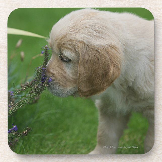 Dessous-de-verre Chiot de golden retriever (Devant)