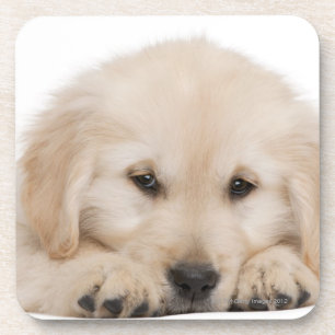 Dessous-de-verre Chiot de golden retriever (20 semaines de)