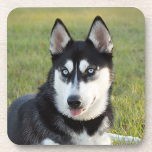 Dessous-de-verre Chiot de Husky sibérien joueur heureux