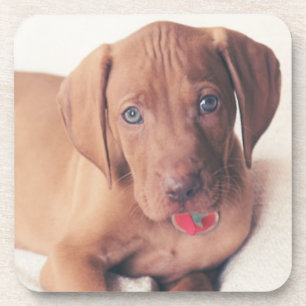 Dessous-de-verre Chiot de Vizsla de Hongrois