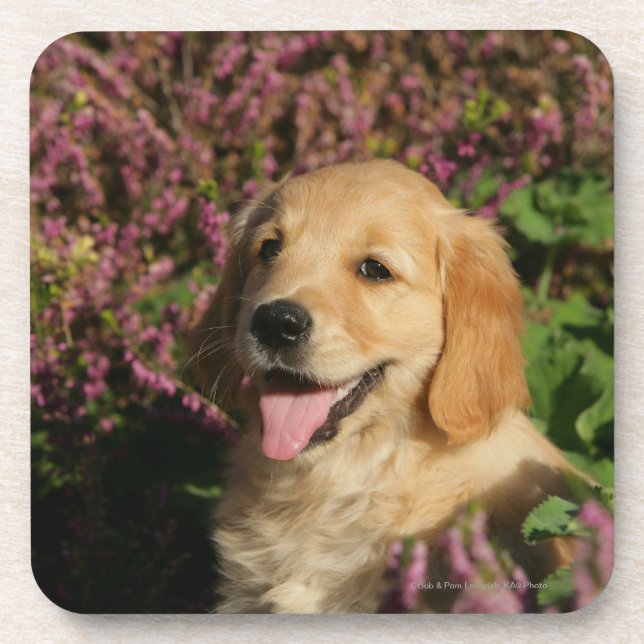 Dessous-de-verre Chiot d'or de Retreiver (Devant)