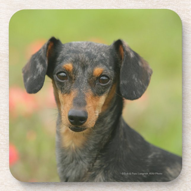 Dessous-de-verre chiot miniature Lisse-haired de teckel regardant (Devant)
