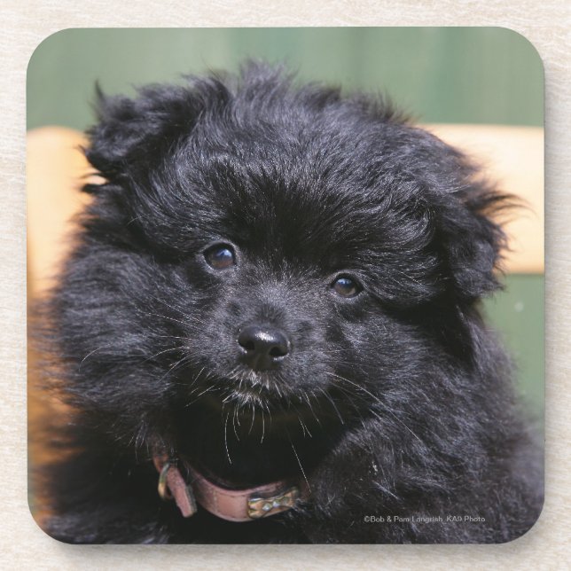 Dessous-de-verre Chiot noir de Pomeranian (Devant)