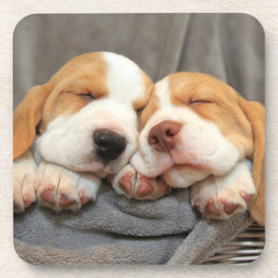 Dessous-de-verre Chiots somnolents