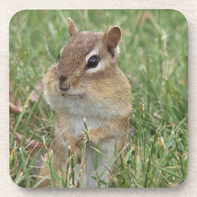 Dessous de verre Chipmunk (Devant)