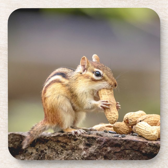 Dessous-de-verre Chipmunk mange une cacahuète (Devant)