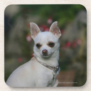 Dessous-de-verre Chiwawa blanc
