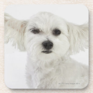 Dessous-de-verre Cligner de l'oeil de chien