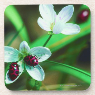 Dessous-de-verre Coccinelle