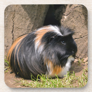 Dessous-de-verre Cochon de Guinée