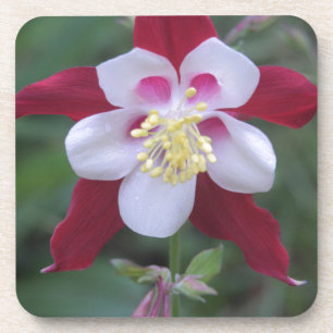 Dessous-de-verre Columbine