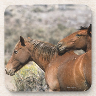 Dessous-de-verre Contact sauvage de chevaux de mustang