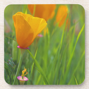Dessous-de-verre Coquelicots dorés de Californie dans un champ vert