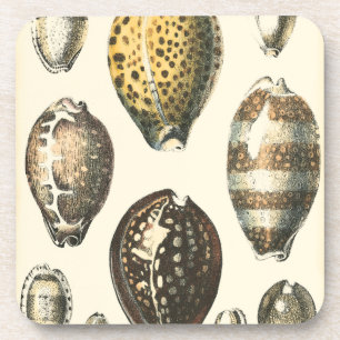 Dessous-de-verre Coquillages uniquement formés