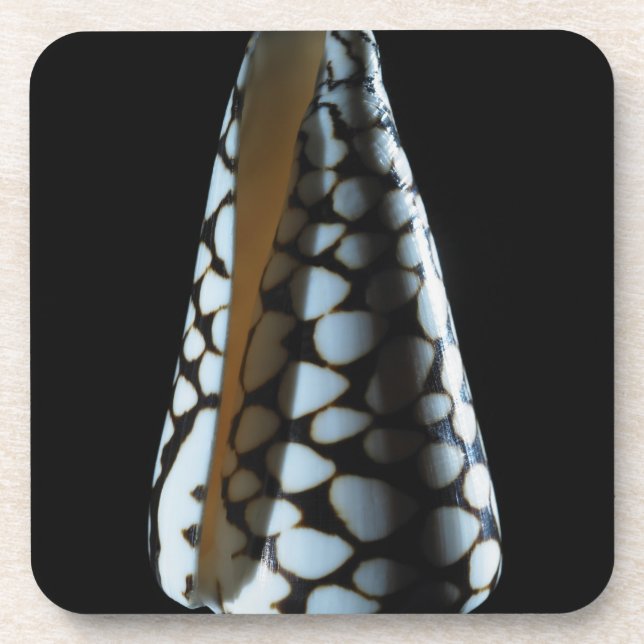 Dessous-de-verre Coquille 2 de cône (Devant)