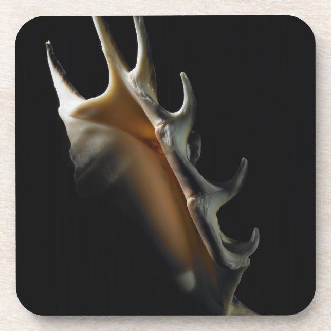 Dessous-de-verre Coquille de conque (Devant)