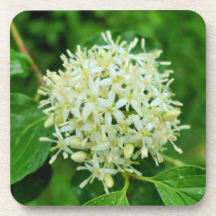 Dessous-de-verre Cornus sanguinea