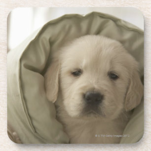 Dessous-de-verre Coussin autour de chien