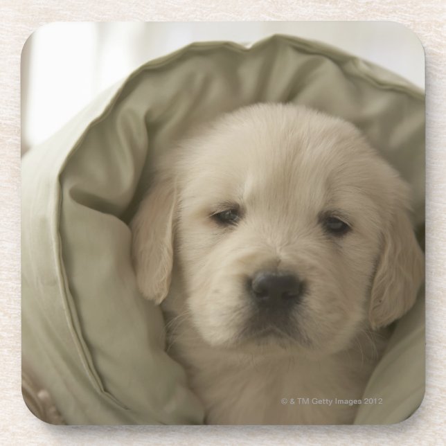 Dessous-de-verre Coussin autour de chien (Devant)