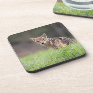 Dessous-de-verre Coyote Brown étoilé, sur un terrain