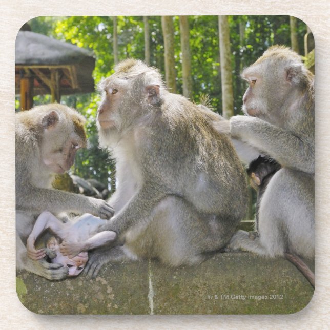 Dessous-de-verre Crabe-mangeant le Macaque, fasciularis de Macaca, (Devant)